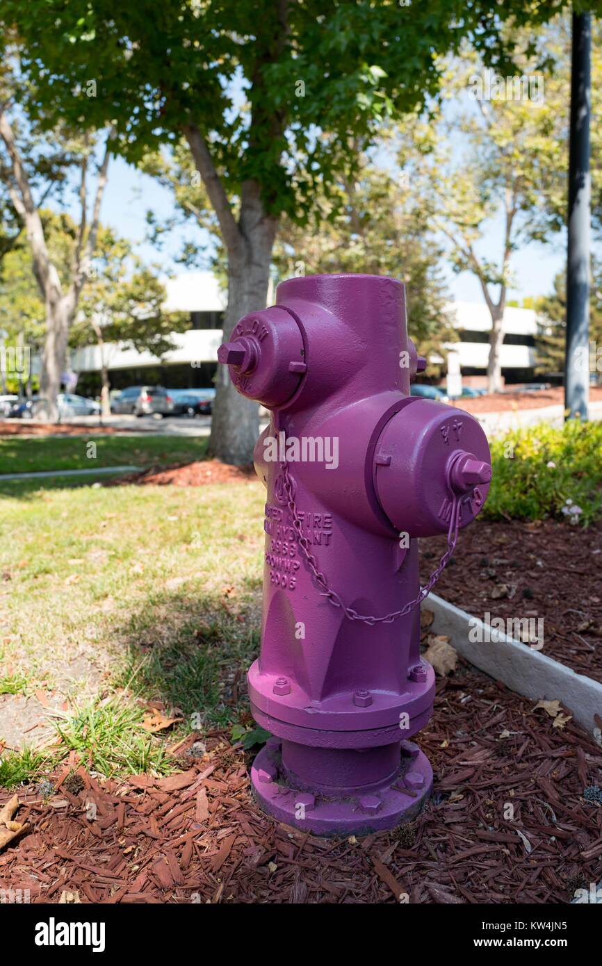 Idrante di fuoco dipinto 'Irvine viola', fornendo recuperata (riciclato) acqua, di fronte a un parco di ufficio nella Silicon Valley Town di Mountain View, California, 24 agosto 2016. Foto Stock