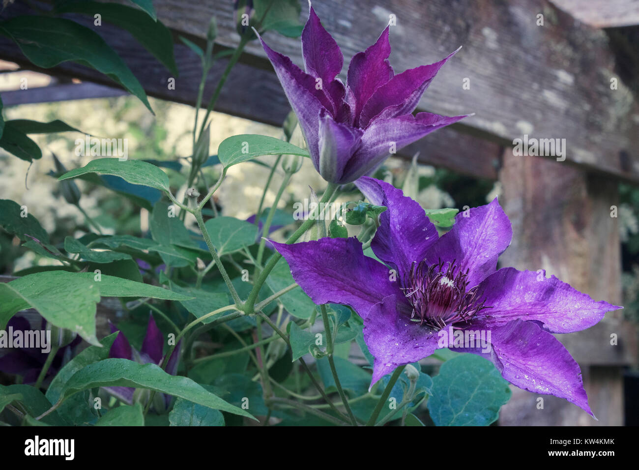 Un viola la clematide fiorisce su un traliccio di legno, con nuovi boccioli di fiori, una parzialmente aperto di Bloom e una completa apertura del blumo che mostra le fasi di fioritura. Foto Stock