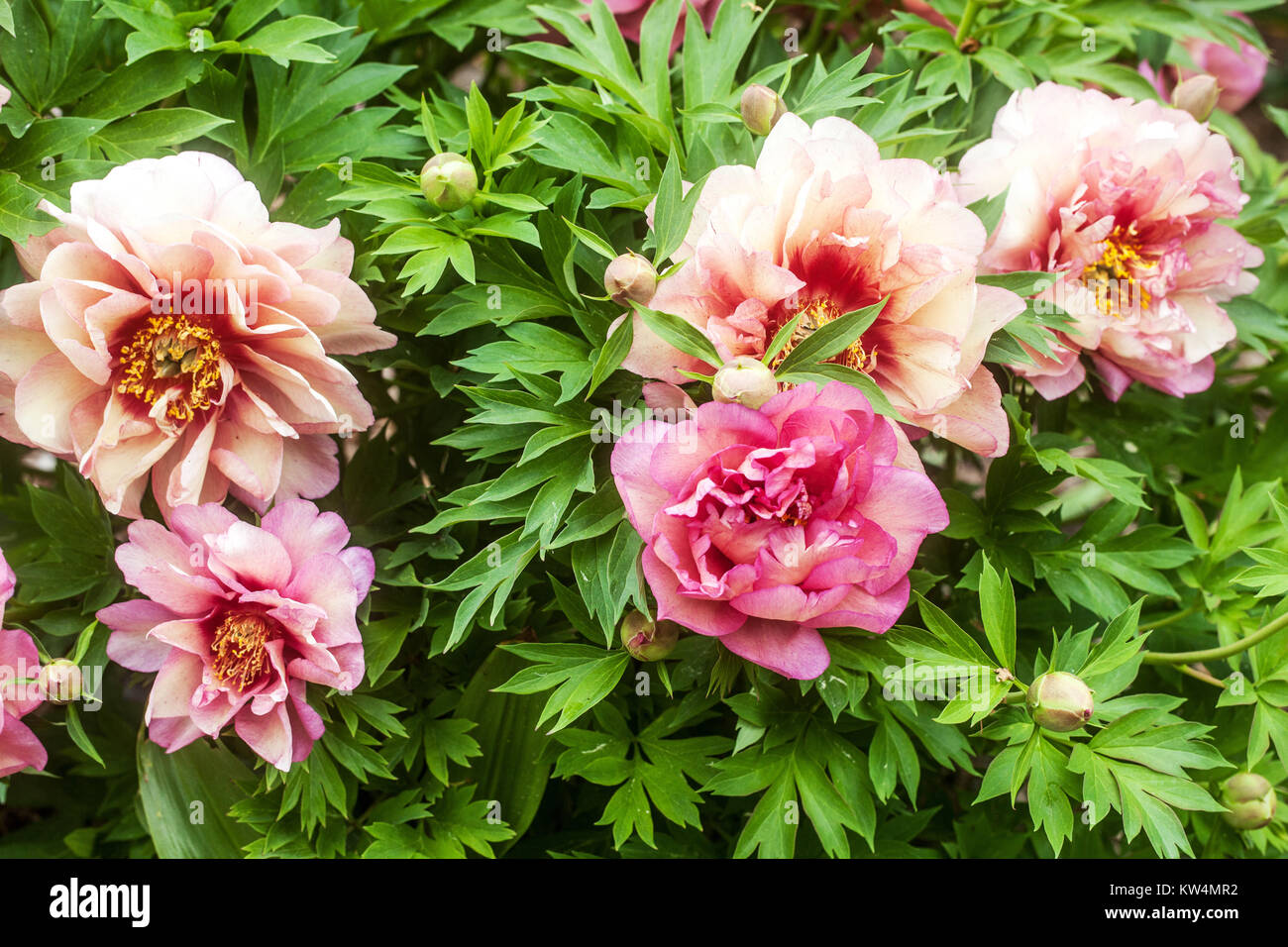 Peonie Rosa Immagini E Fotos Stock Alamy