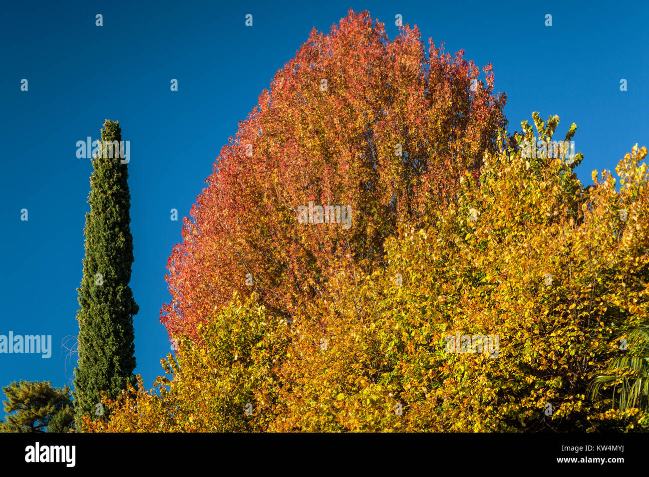 Caduta di fogliame color vicino al lago di Como il borgo di Cadenabbia, Lombardia, Italia, Europa. Foto Stock