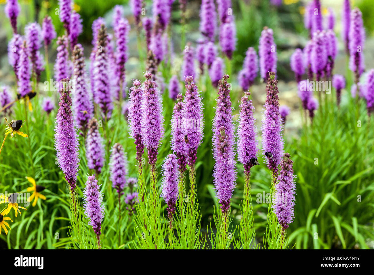 Liatris spicata densa stella blazing, Feather gay fiori viola piante estive in giardino Foto Stock