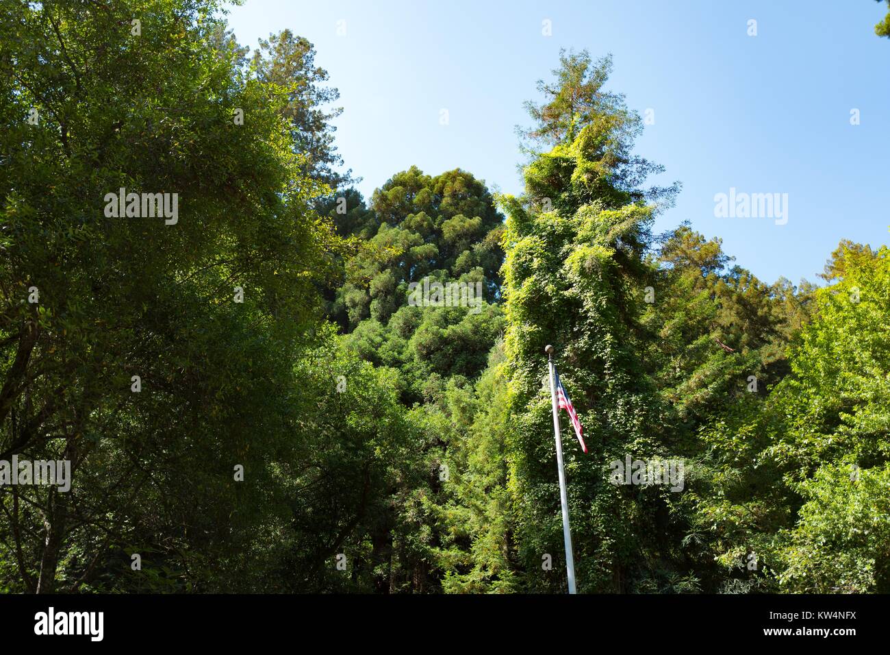Una bandiera americana vola su un palo che sta di fronte ad un mix di alberi sempreverdi e a foglia caduca a Muir Woods National Monument, Mill Valley, California, 5 settembre 2016. Foto Stock