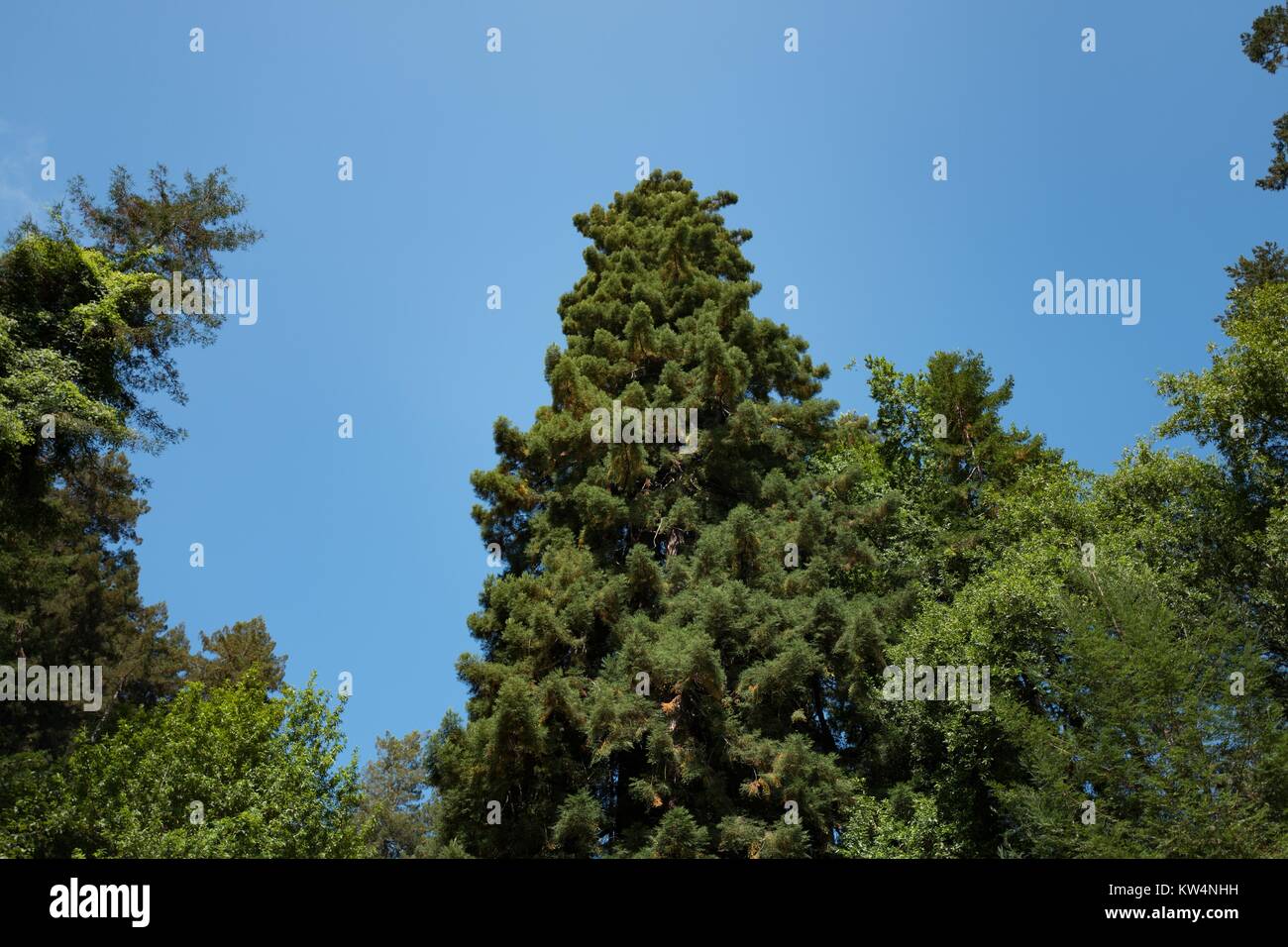 Un mix di alberi sempreverdi e a foglia caduca come visto contro il cielo a Muir Woods National Monument, Mill Valley, California, 5 settembre 2016. Foto Stock