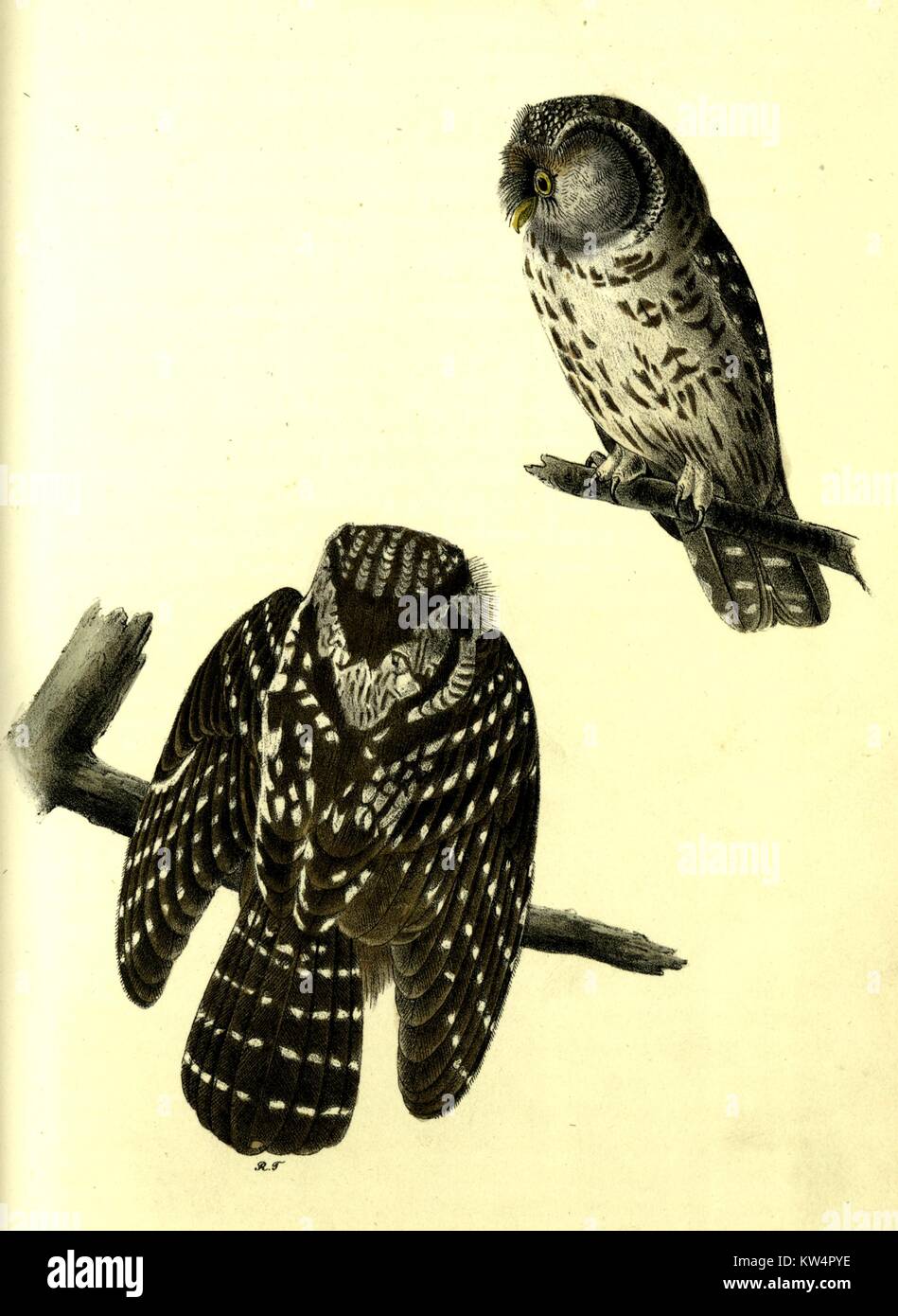 Illustrazione di Tengmalm's Night-Owl dal libro uccelli di America da John James Audubon, 1842. Dalla Biblioteca Pubblica di New York. Foto Stock