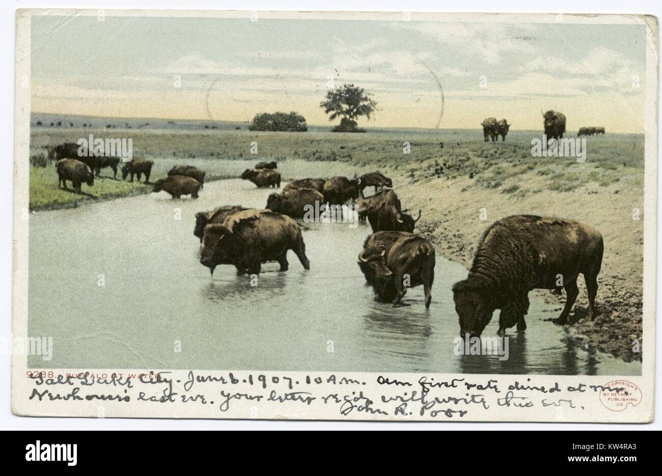 Vista panoramica della mandria di bufali acqua potabile, orizzonte su terra, 1914. Dalla Biblioteca Pubblica di New York. () Foto Stock