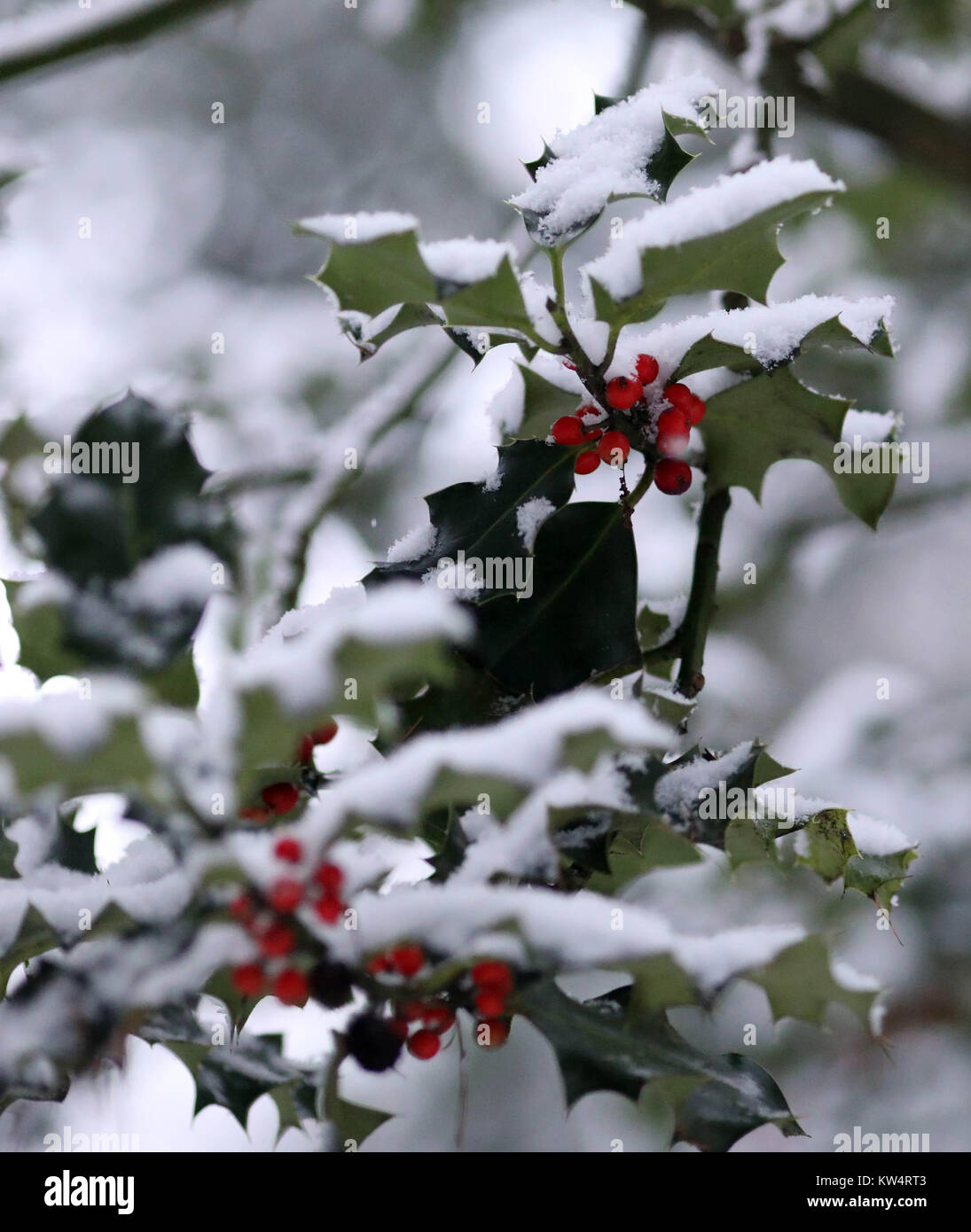 Pic mostra: neve hits Yorkshire. Snowy scene in Ilkley, West Yorkshire questa mattina dopo una notte pesante caduta. La neve era ancora in calo come polvere di Foto Stock