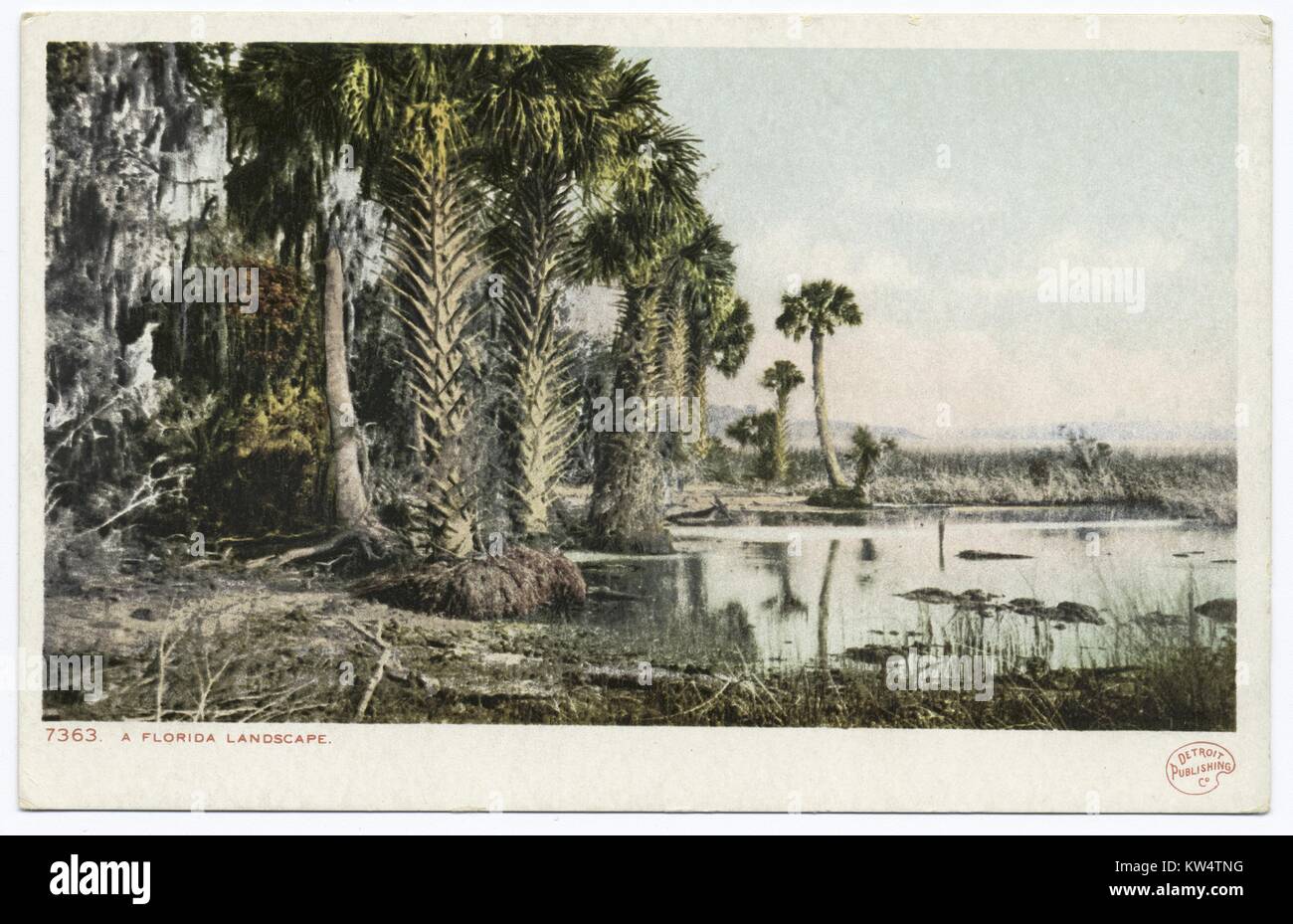 Cartolina delle palme crescente da un paesaggio palustre, Florida, 1914. Dalla Biblioteca Pubblica di New York. Foto Stock