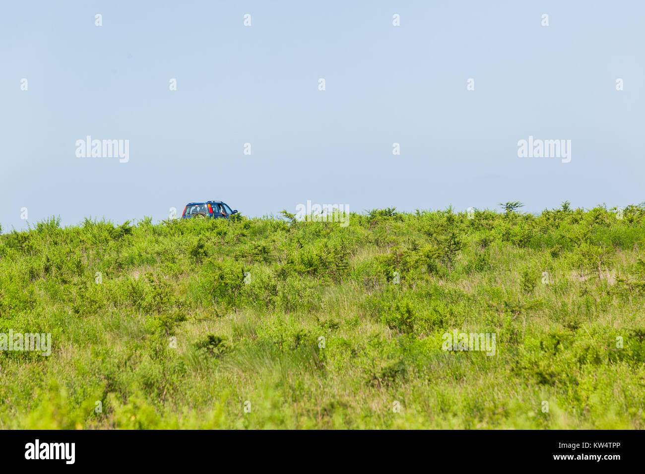 La fauna animale riserva safari con i turisti del veicolo guidando attraverso il folto cespuglio paesaggio. Foto Stock