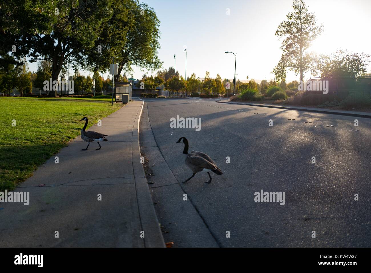 All'alba in un parco pubblico nella zona della Baia di San Francisco, Oche del Canada attraversare una strada, California, 13 settembre 2016. Foto Stock