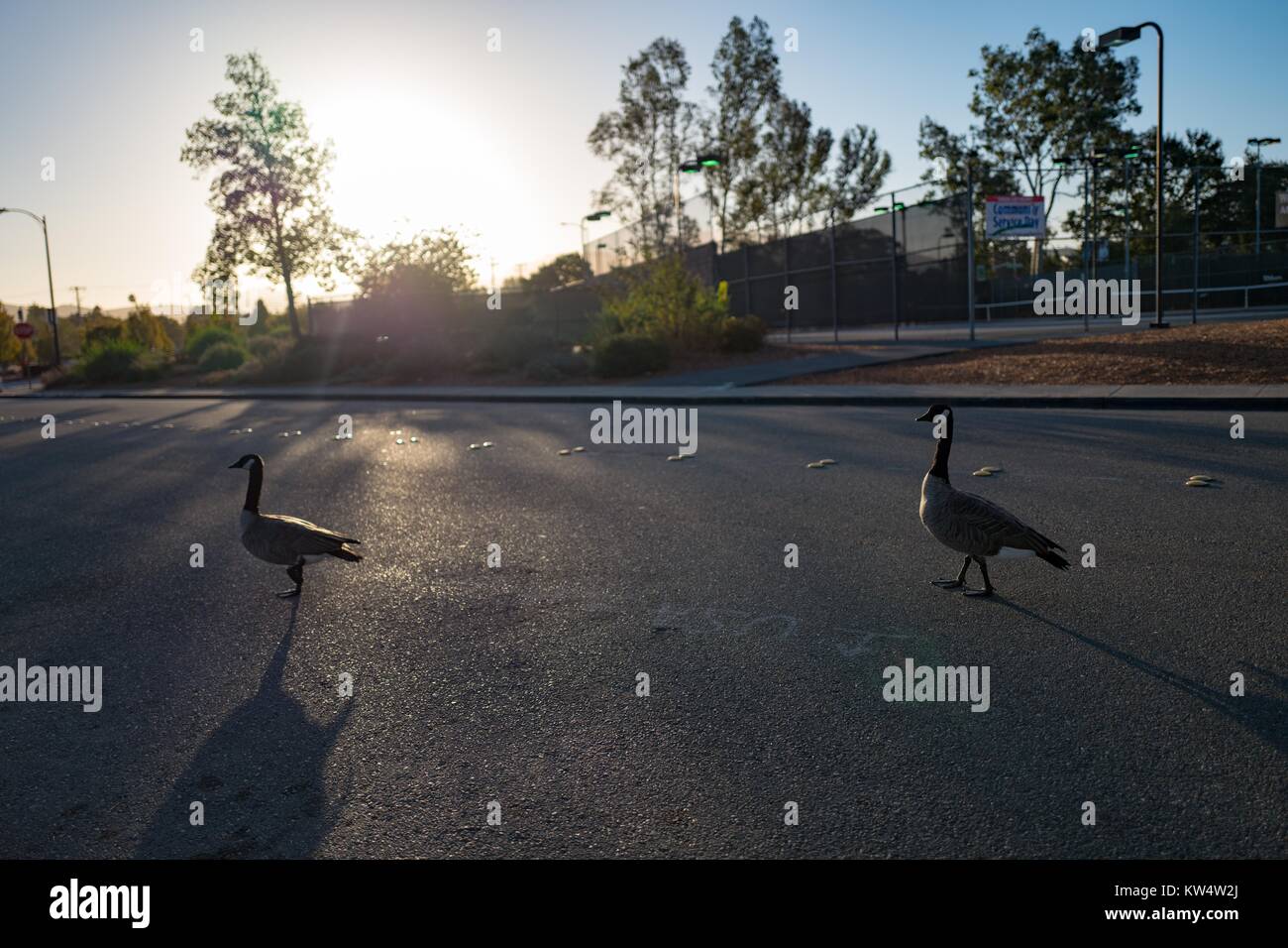 In San Francisco Bay Area Cittadina di Walnut Creek, California, due oche del Canada attraversare una strada in corrispondenza di Alba, 13 settembre 2016. Foto Stock