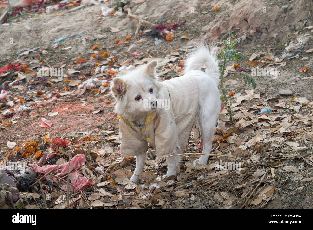Cane di strada in giacca e bindi sul fronte Foto Stock