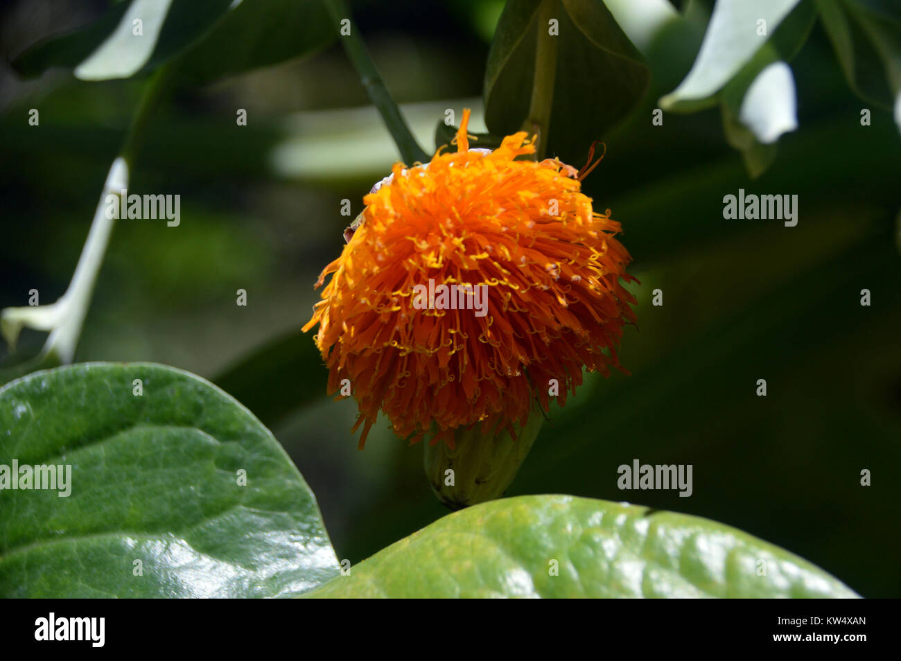 Fiore da un Dendroseris literalis,(Robinson Crusoe Isole " Cabbage Tree) in Abbey Gardens sull isola di Tresco nelle isole Scilly, Inghilterra, Foto Stock