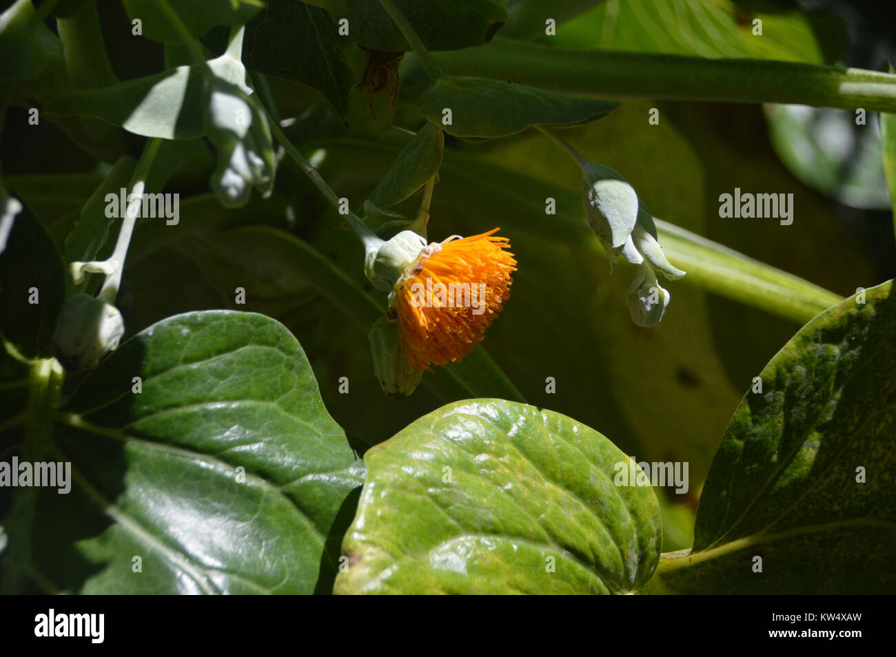 Fiore da un Dendroseris literalis,(Robinson Crusoe Isole " Cabbage Tree) in Abbey Gardens sull isola di Tresco nelle isole Scilly, Inghilterra, Foto Stock