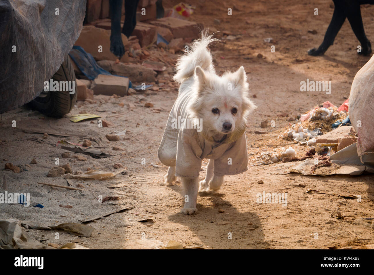 Cane di strada in giacca e bindi sul fronte Foto Stock