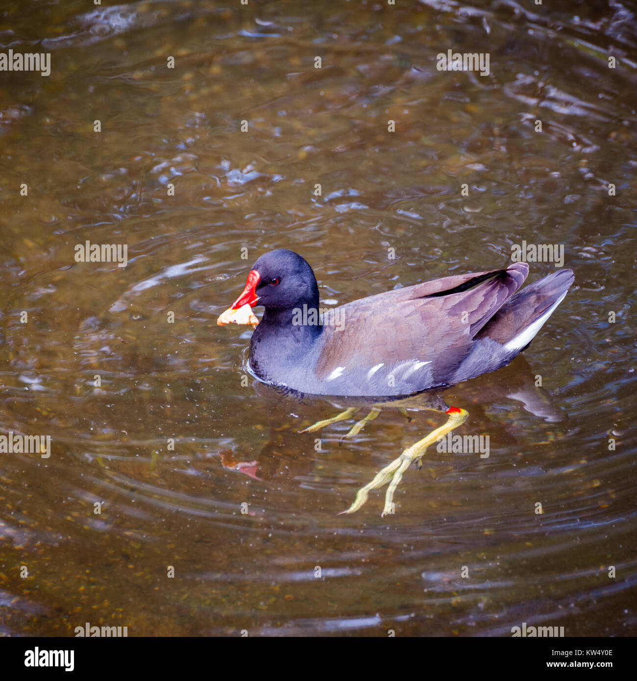 Nuoto moorhen con foglie nel tetro. Foto Stock