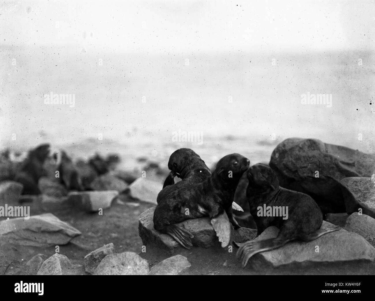 Cuccioli di foca sulla costa di Alaska, 1918. Foto Stock