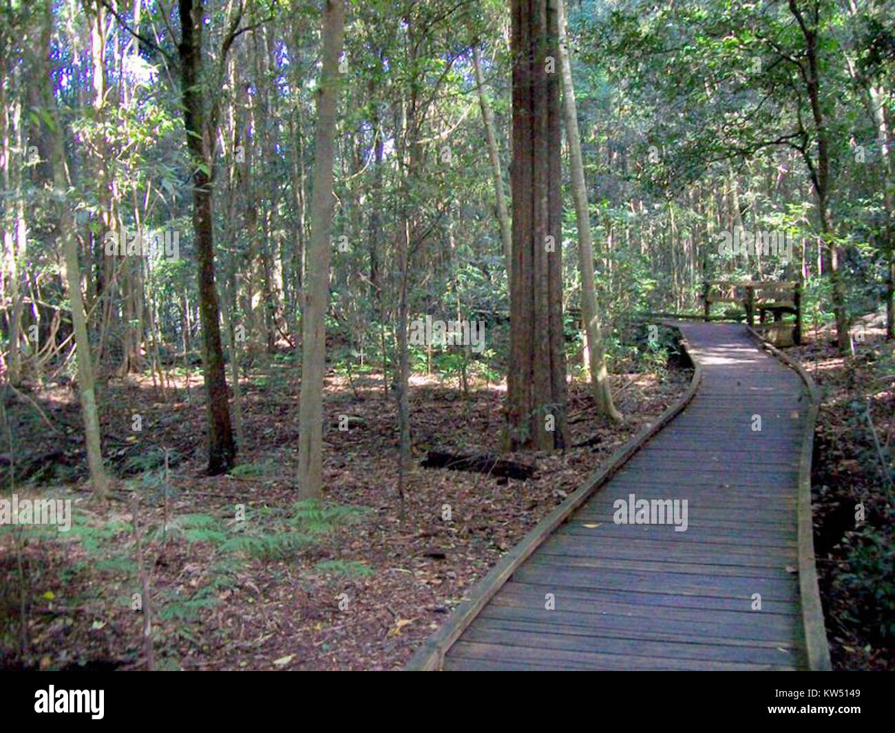 Il Boardwalk at Wingham Brush è una popolare passeggiata naturalistica in Australia, che offre ai visitatori la possibilità di esplorare un ambiente scenografico delle zone umide. È conosciuta per la sua variegata fauna selvatica, in particolare per le specie di uccelli, che la rendono una delle mete preferite dagli amanti della natura e dai fotografi. Foto Stock