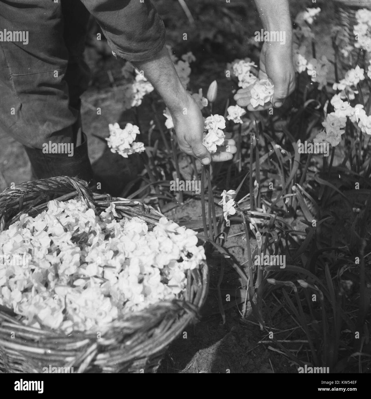 Fotografia intitolata "Bollenvelden, Bestanddeelnr 901 6914", che mostra i campi di tulipani nei Paesi Bassi, sottolineando i colori e i motivi vivaci. Foto Stock