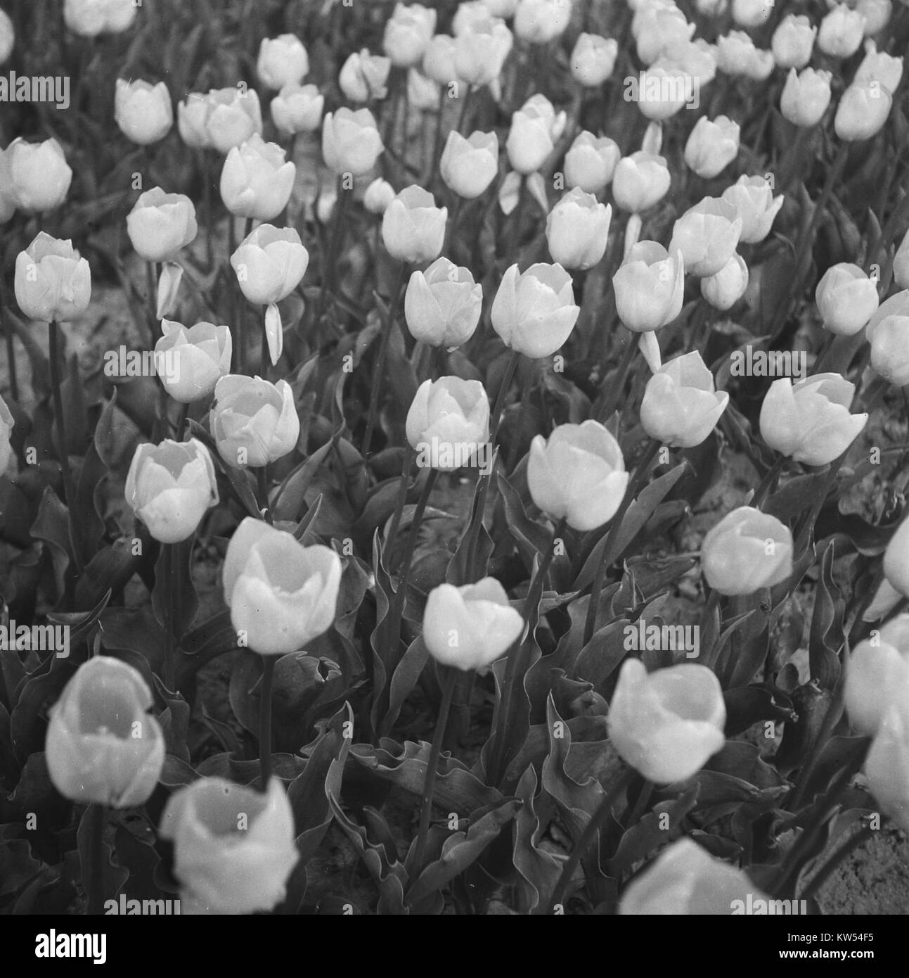 Questa immagine di un campo di tulipani, noto come "Bollenvelden", cattura il colore vibrante e la bellezza dei fiori in piena fioritura, mostrando il ricco paesaggio agricolo del regionÂ. Foto Stock