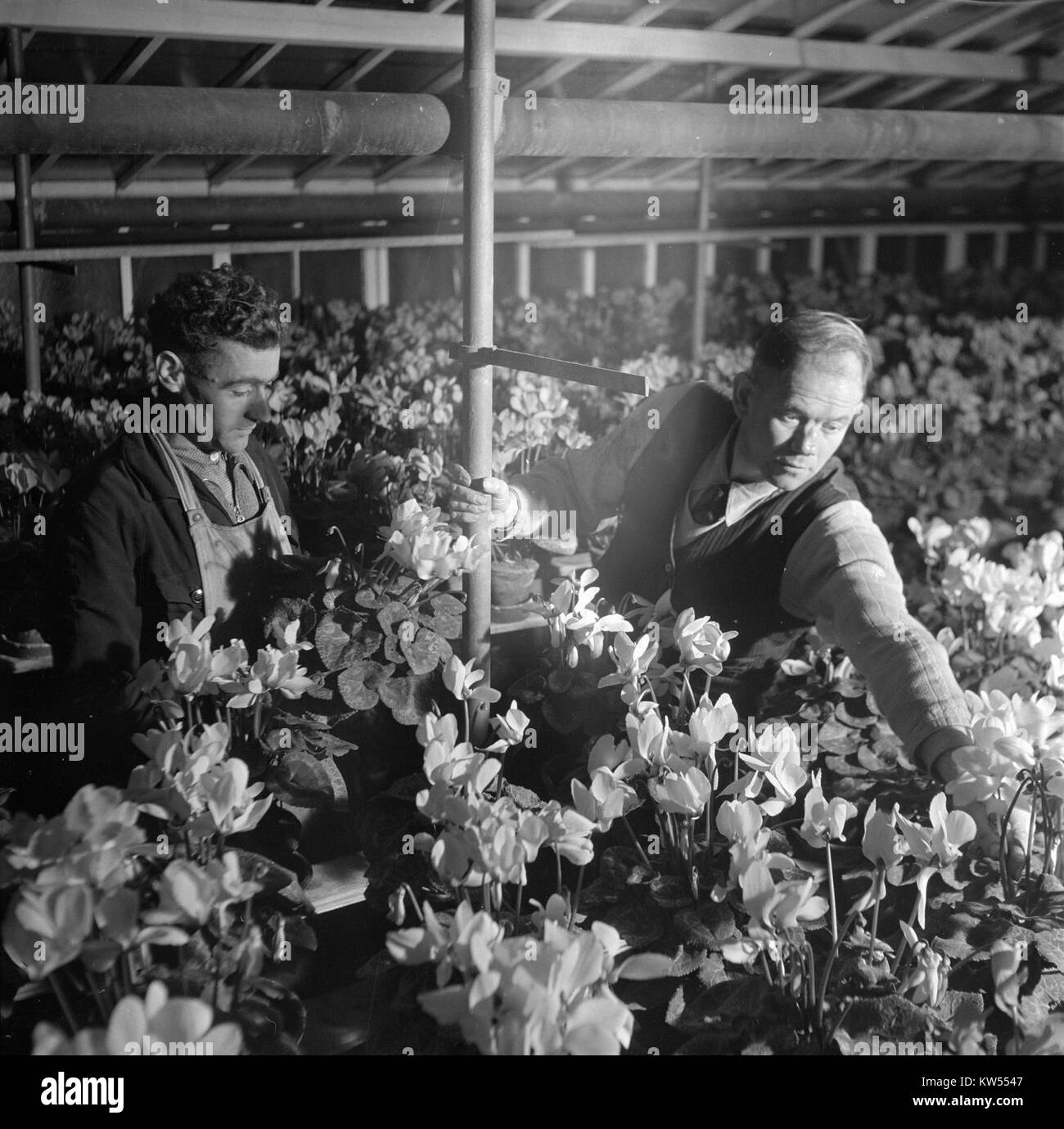 L'immagine intitolata "Bloemen in Aalsmeer" (Fiori in Aalsmeer) raffigura una scena di fiori ad Aalsmeer, Paesi Bassi. Questa fotografia cattura il vivace commercio di fiori, una parte significativa dell'economia e dell'identità culturale dell'townÂ. Foto Stock