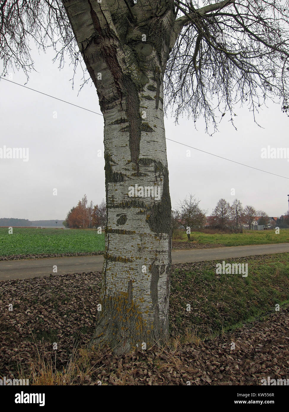 Birke Gernach è un'artista tedesca nota per le sue sculture contemporanee che spesso esplorano temi della natura e dell'interazione umana. Le sue opere sono caratterizzate da forme organiche e dettagli intricati. Foto Stock