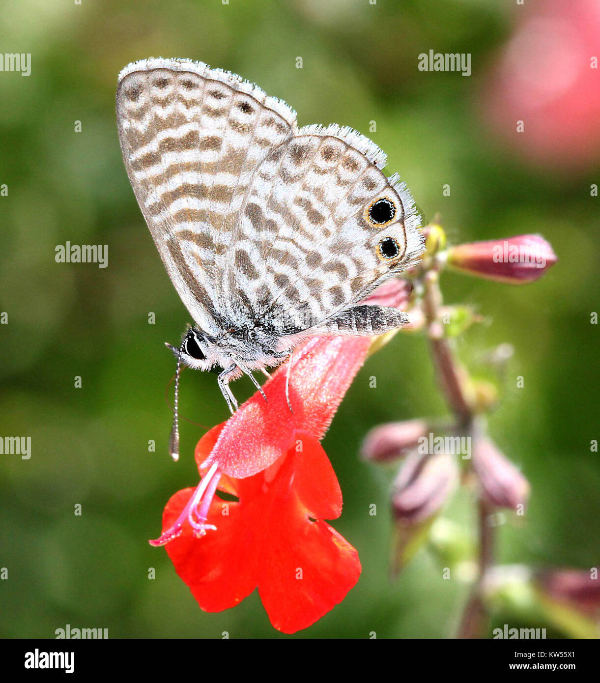 Blu, MARINE (Leptotes marina) (4 18 12) nazionale centro di farfalle, missione, TX 01 (9424893818) Foto Stock