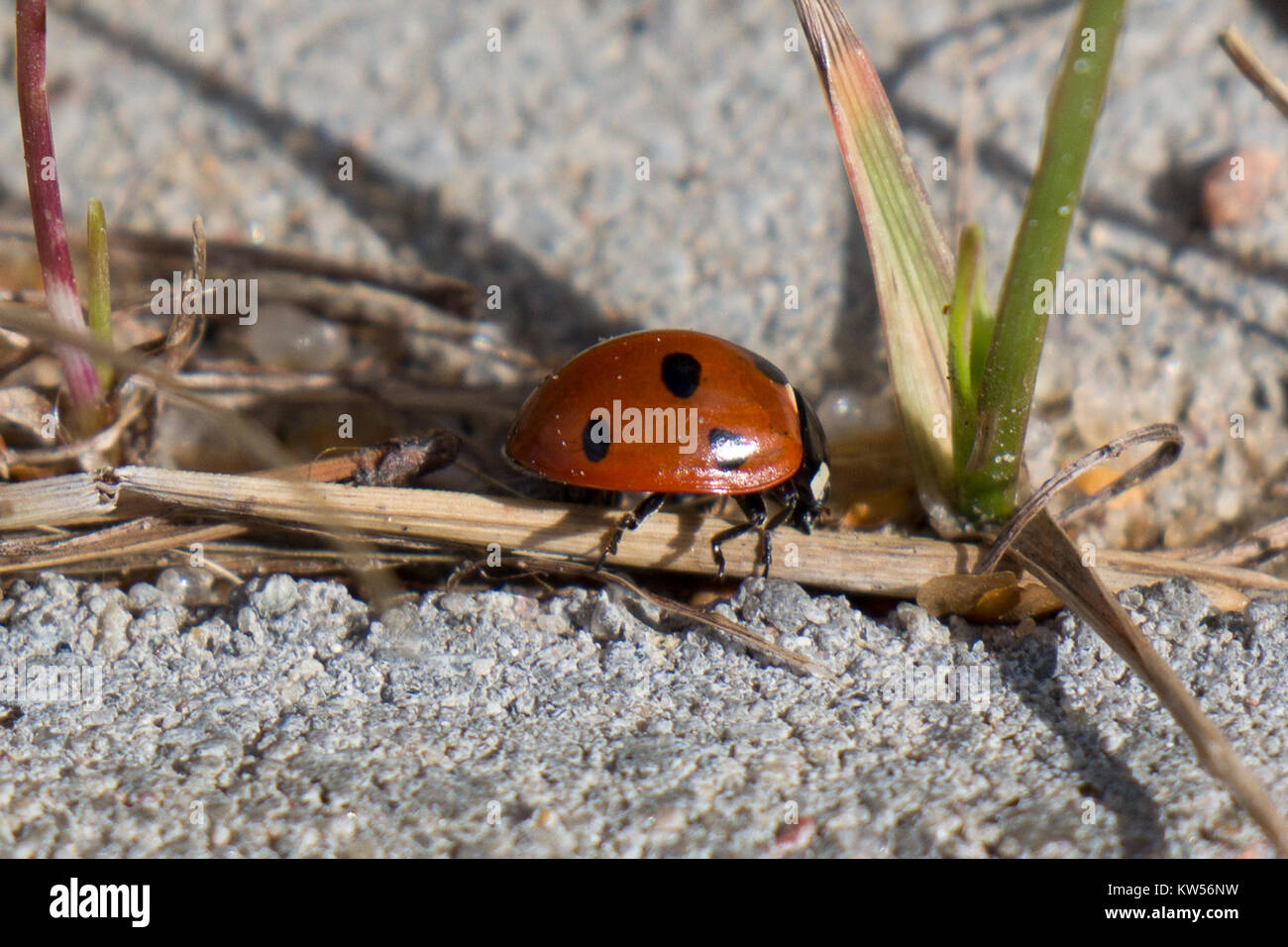 Biedronka, una famosa catena di supermercati polacchi, presentò una mascotte di coccinelle nel 2012. La mascotte faceva parte della strategia di branding dell'azienda volta a creare un'immagine amichevole e riconoscibile per i clienti. Foto Stock