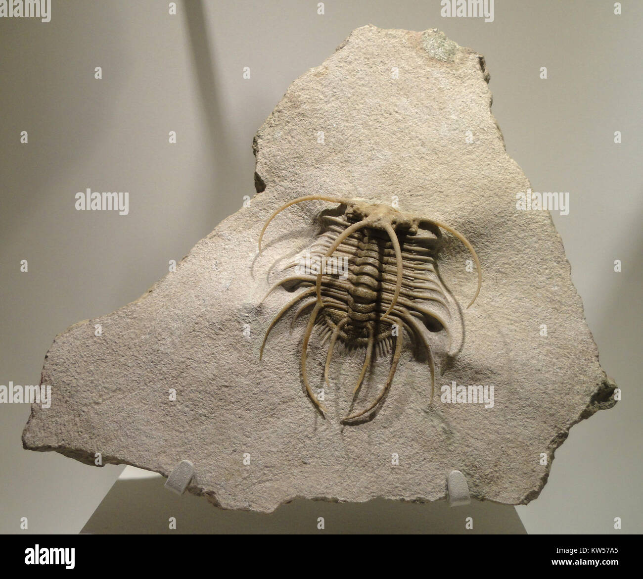 Boedaspis ensifer è una specie estinta di trilobite del periodo dell'Ordoviciano medio, trovata nella formazione Volkhov a San Pietroburgo, in Russia. È esposto al Museo di scienze naturali di Houston. Foto Stock