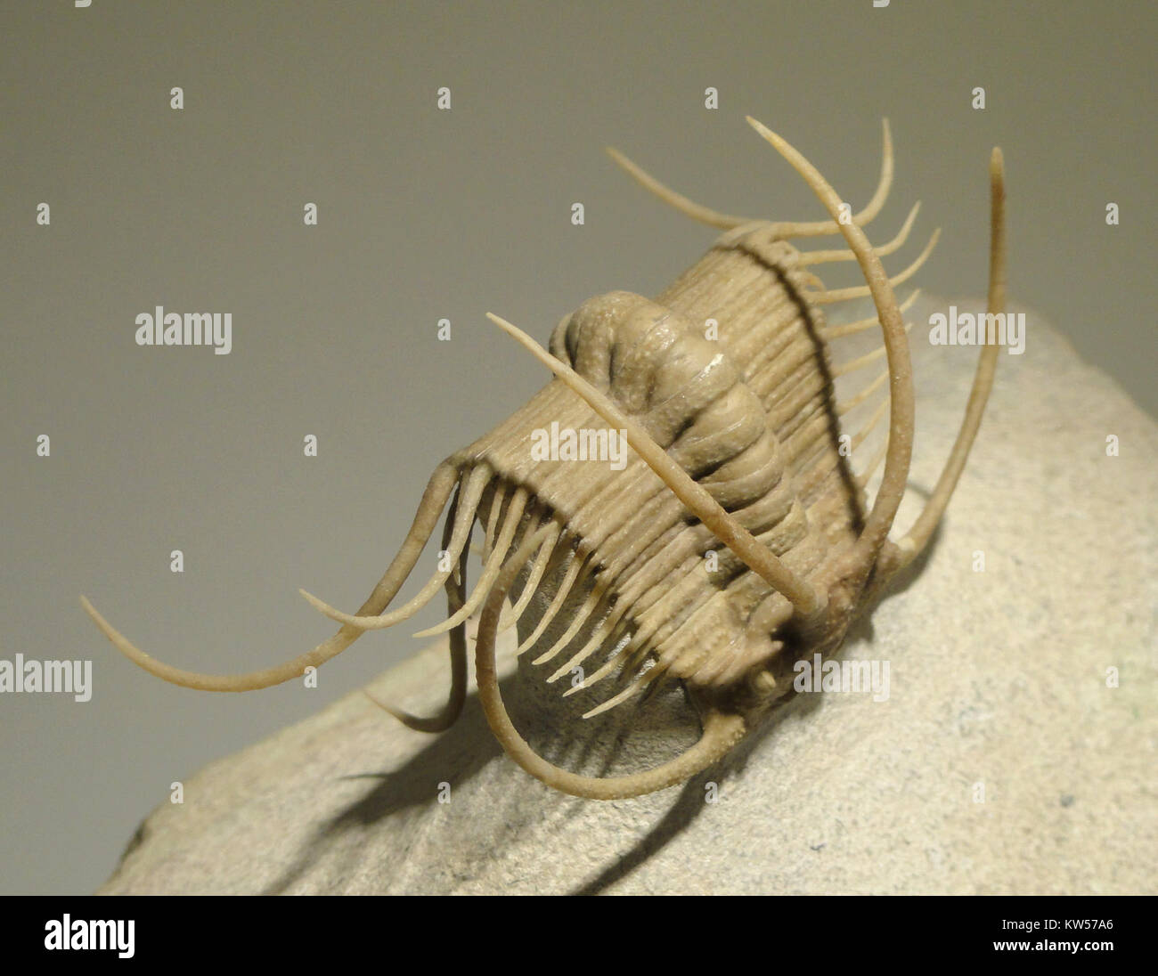 Il fossile di *Boedaspis ensifer*, un artropode del periodo Ordoviciano medio, trovato nella formazione Volkhov della regione di San Pietroburgo, Russia, fornisce importanti informazioni sulle prime forme di vita. L'esemplare fa parte della collezione del Museo di scienze naturali di Houston e offre preziose informazioni sulla biodiversità preistorica. Foto Stock