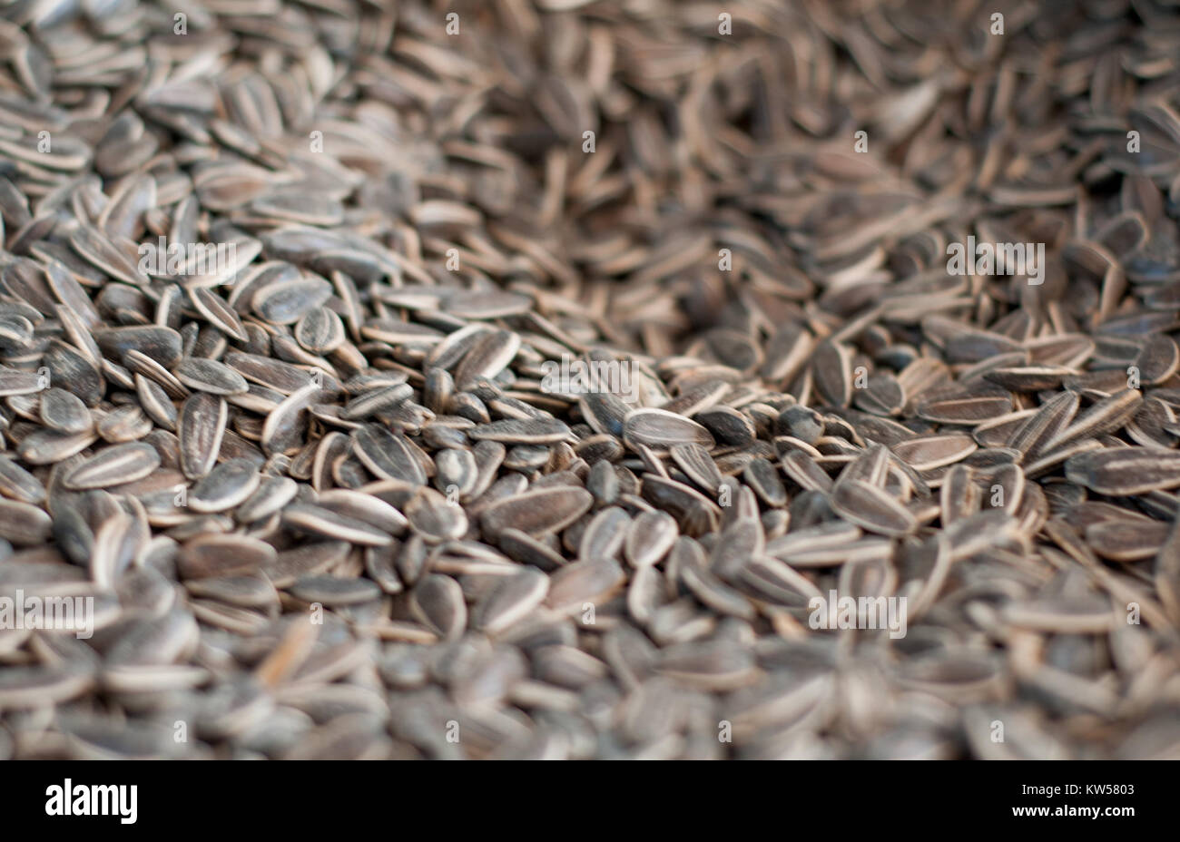 I semi di uccelli sono una miscela di semi specificamente formulati per fornire sostanze nutritive agli uccelli selvatici. È comunemente usato nei mangiatoie per uccelli per attirare una varietà di specie di uccelli nei giardini e negli spazi all'aperto. Foto Stock