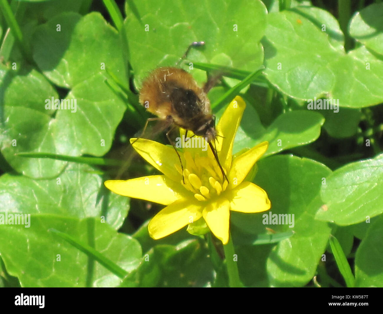 Bombylius Major, noto anche come la grande mosca delle api, catturato in volo ad Arnhem, nei Paesi Bassi. Questa specie è nota per il suo aspetto e il suo comportamento unici, somiglianti a un'ape e che giocano un ruolo nell'impollinazione. Foto Stock