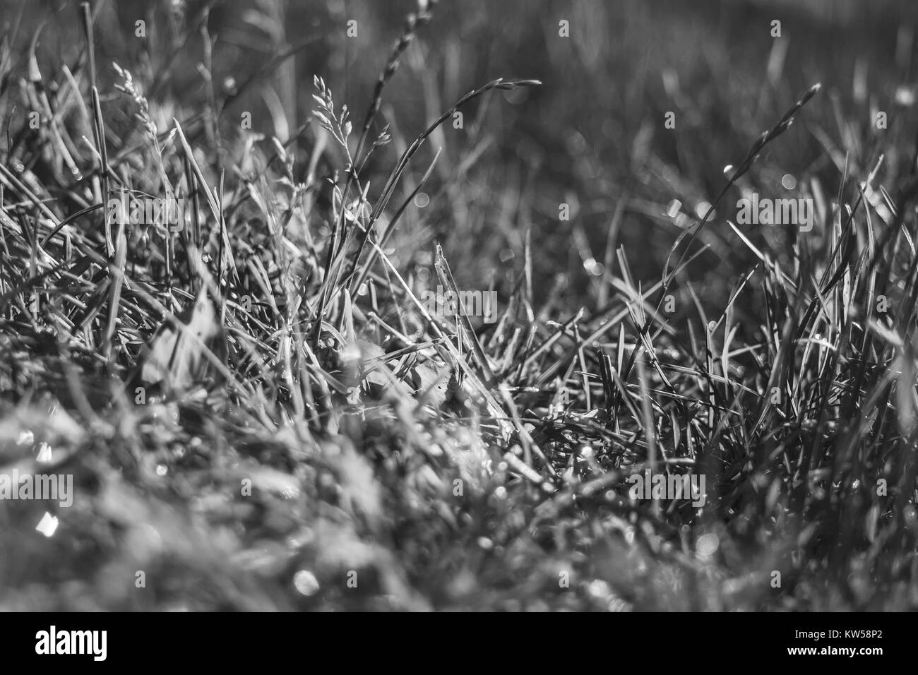 Questa immagine in bianco e nero dell'erba scura in natura enfatizza il contrasto tra luce e ombra, mostrando la bellezza naturale dell'ambiente. Foto Stock