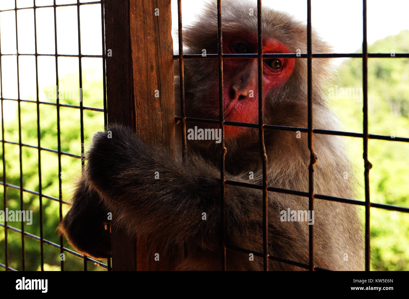 Monkey a Kyoto in Giappone Foto Stock