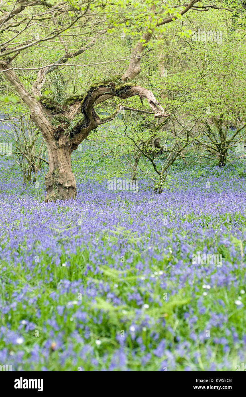 Vecchia Quercia in legno bluebell vicino a Okehampton Devon Foto Stock