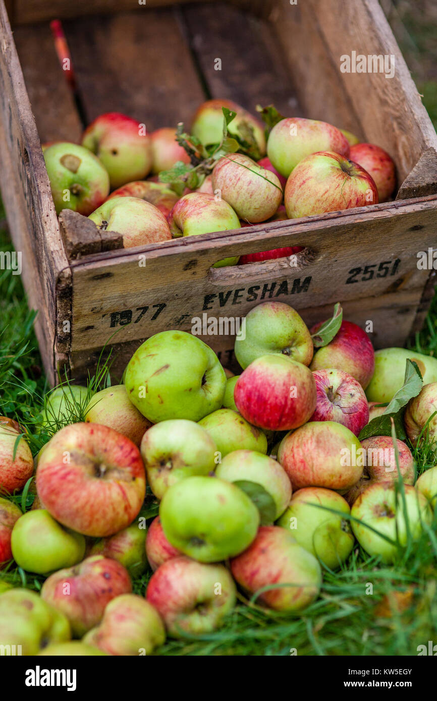 Mele mature appena raccolto e un vecchio apple gabbia di stoccaggio, Gloucestershire, Regno Unito Foto Stock