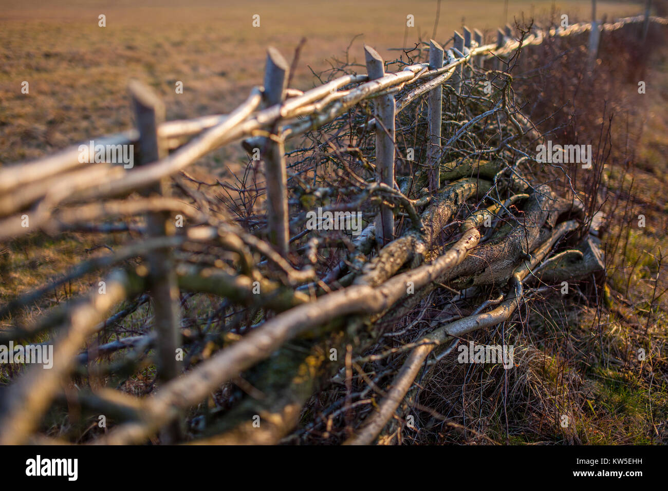 Tradizionalmente prevista siepe e terreni agricoli nei pressi di Winchcombe, Gloucestershire, Regno Unito Foto Stock