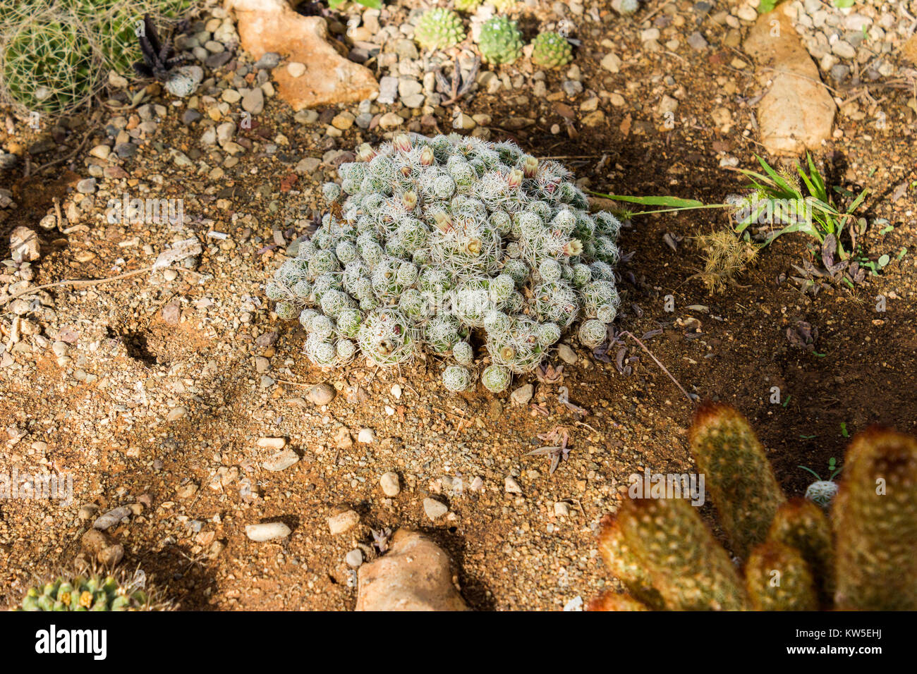 Varie cactus piantato nel terreno, close up shot Foto Stock