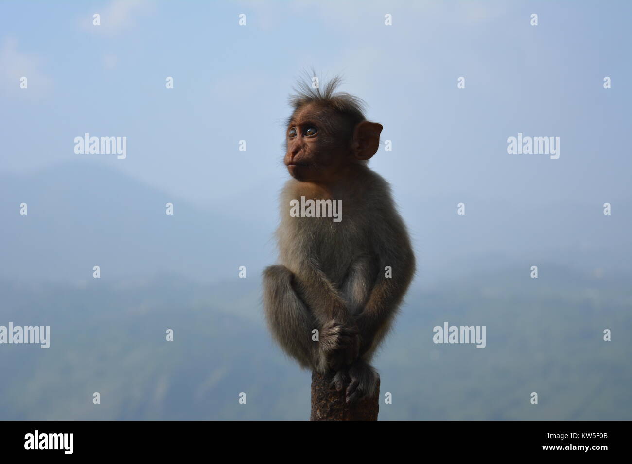 La scimmia sulla parte superiore Foto Stock