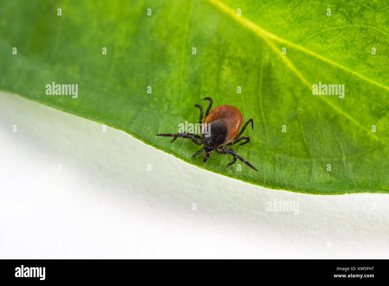 Interessante Castor bean spunta su una foglia verde. Ixodes ricinus. Parassiti pericolosi e vettore di infezione come encefalite e borelliosi di Lyme. Foto Stock