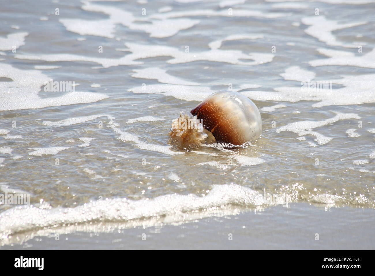 Una palla di cannone meduse lavato fino ad una spiaggia di sabbia. Foto Stock