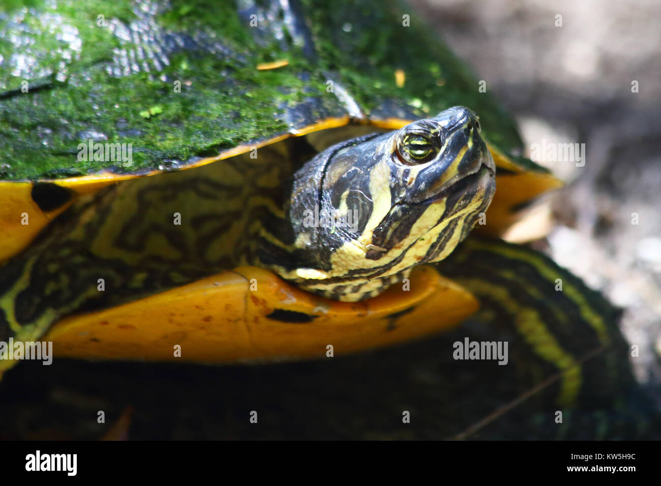 Un ventre giallo slider turtle smette di prendere uno sguardo intorno. Foto Stock
