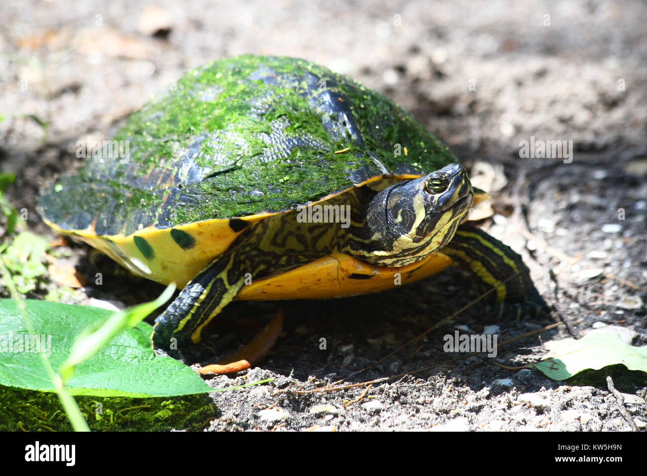 Un ventre giallo slider turtle smette di prendere uno sguardo intorno. Foto Stock