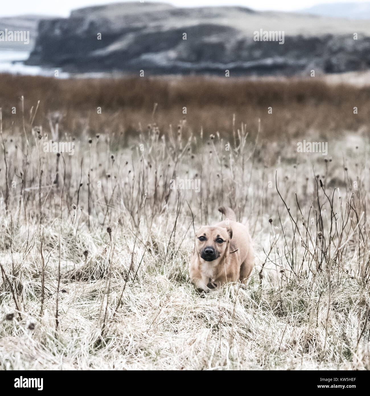 Crazy cucciolo allo zenzero - Molto carino piccolo cane a caccia di conigli in un campo Foto Stock