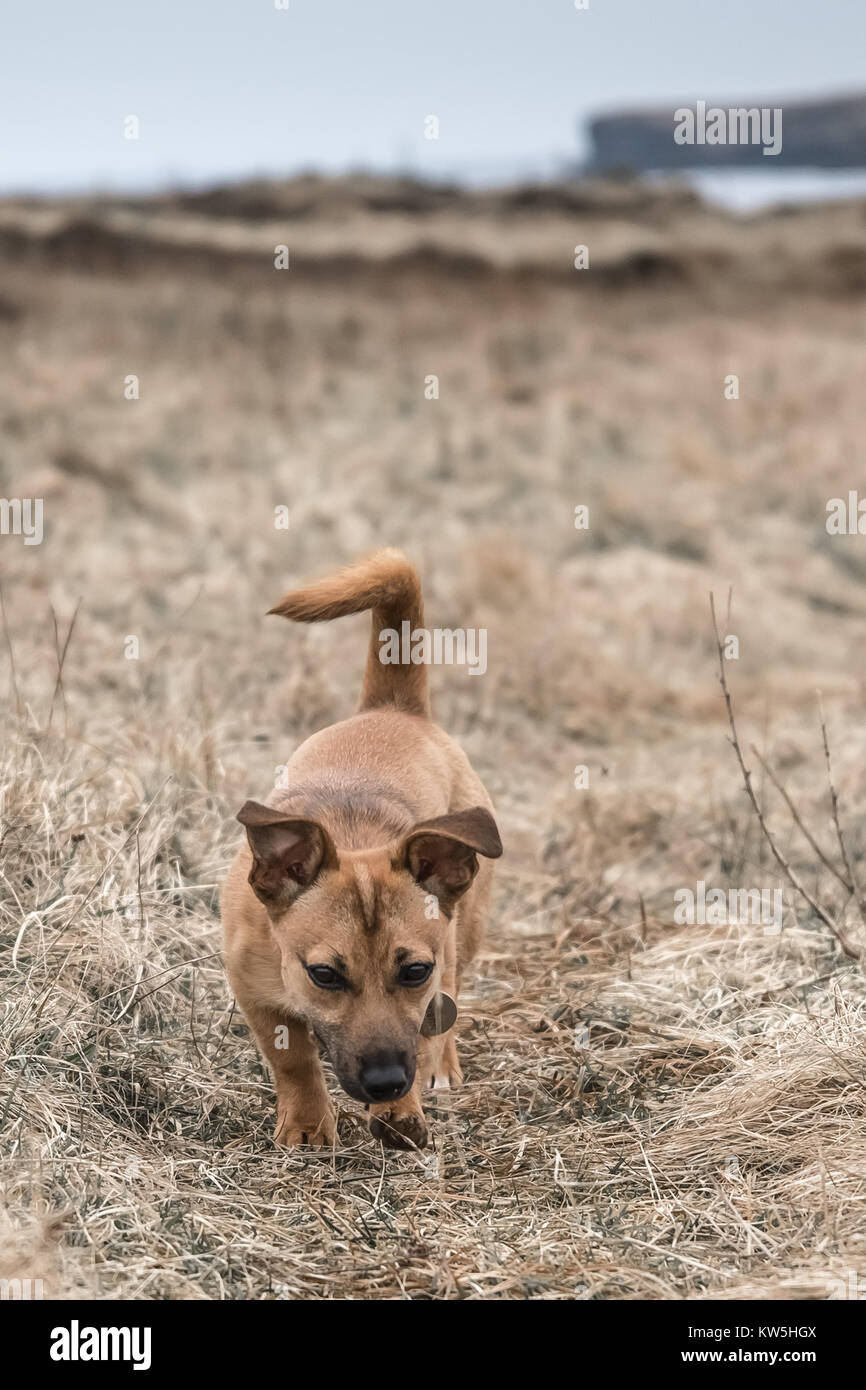 Crazy cucciolo allo zenzero - Molto carino piccolo cane a caccia di conigli in un campo Foto Stock