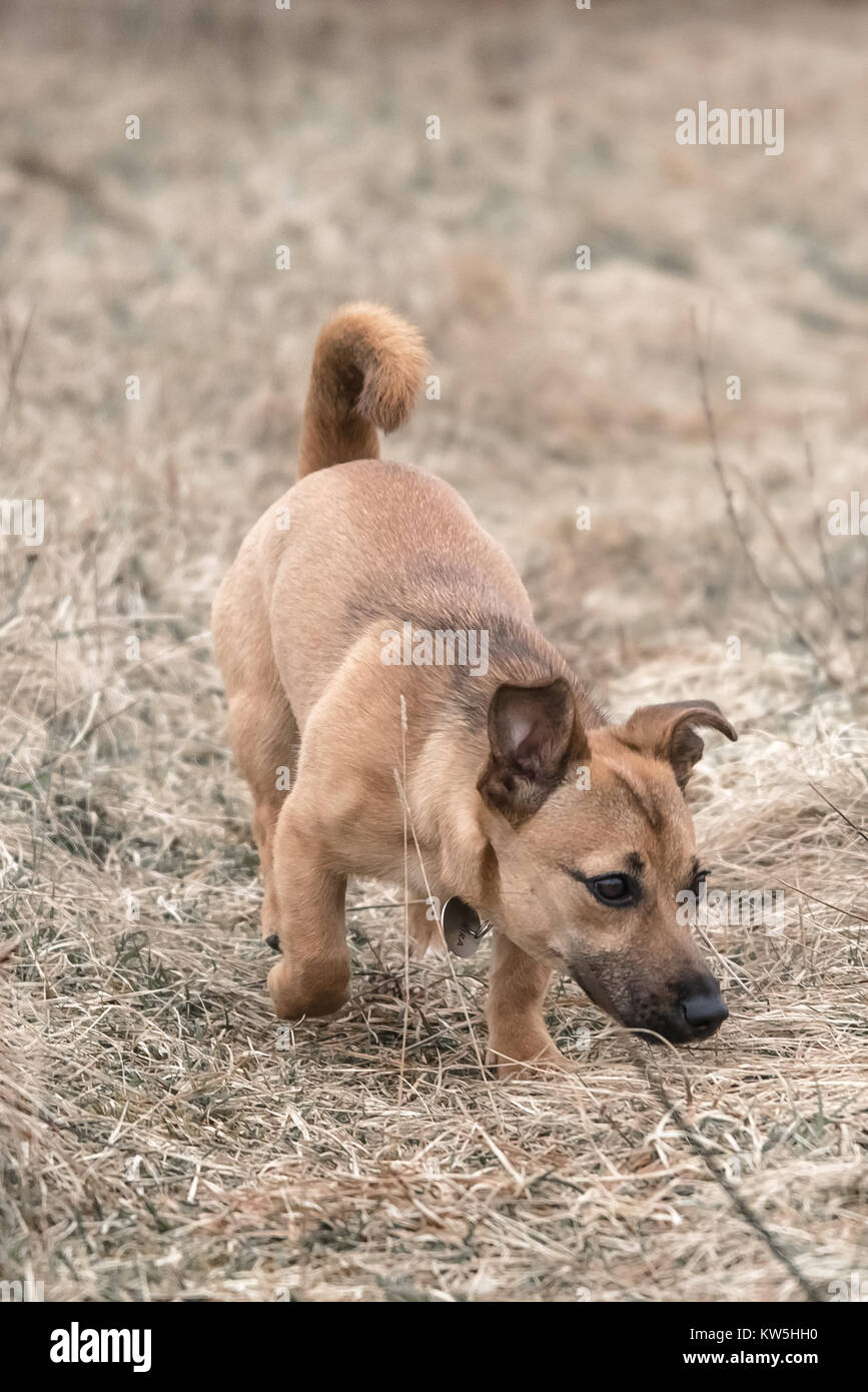 Crazy cucciolo allo zenzero - Molto carino piccolo cane a caccia di conigli in un campo Foto Stock