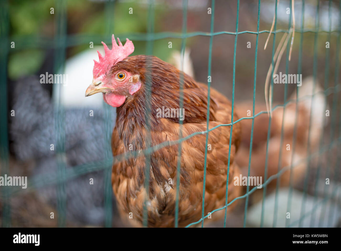 Un free-range pollo marrone guardando nella telecamera attraverso un recinto di filo con più polli di vari colori in background Foto Stock