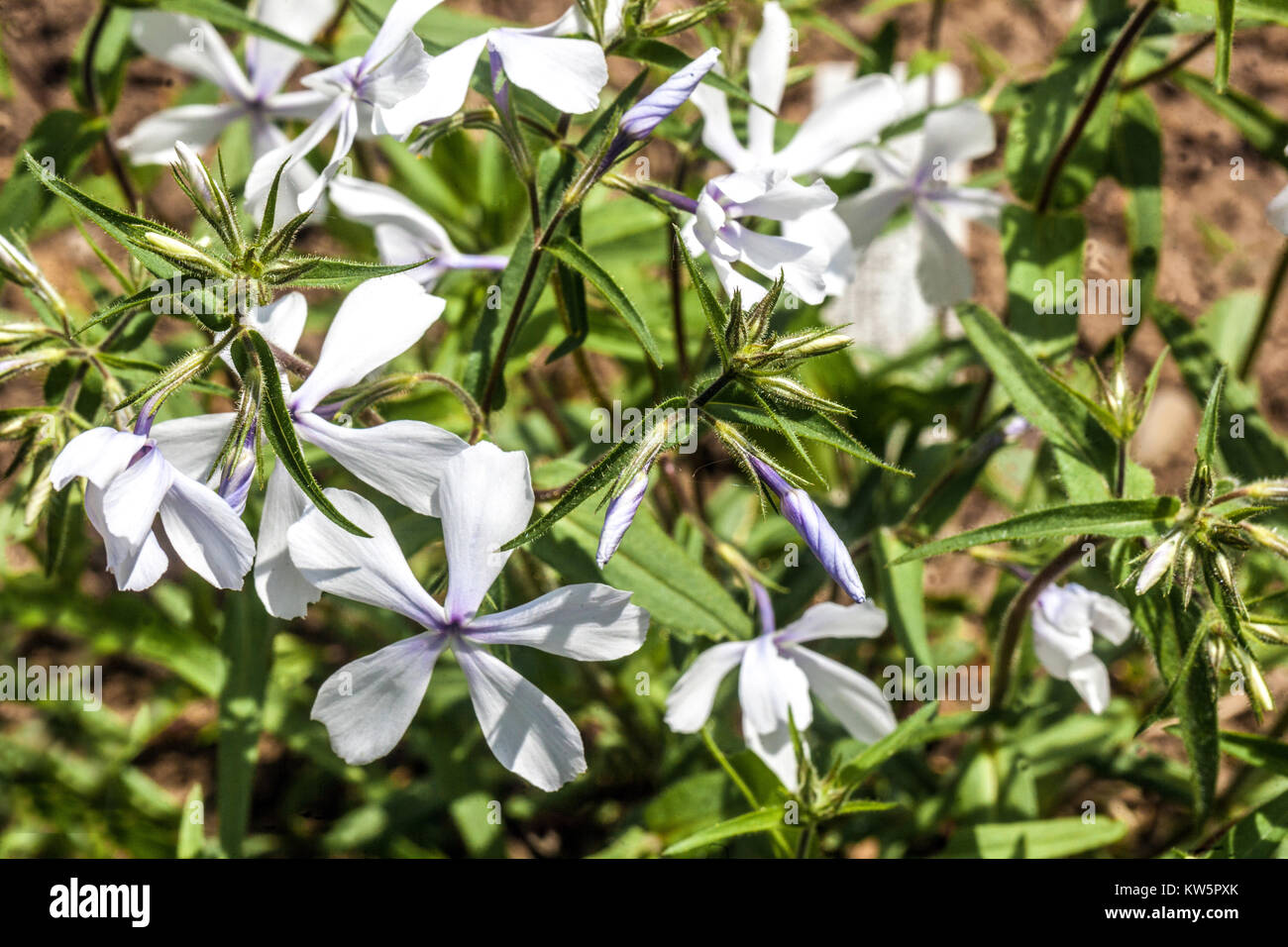 Phlox divaricata 'White profumo' Foto Stock