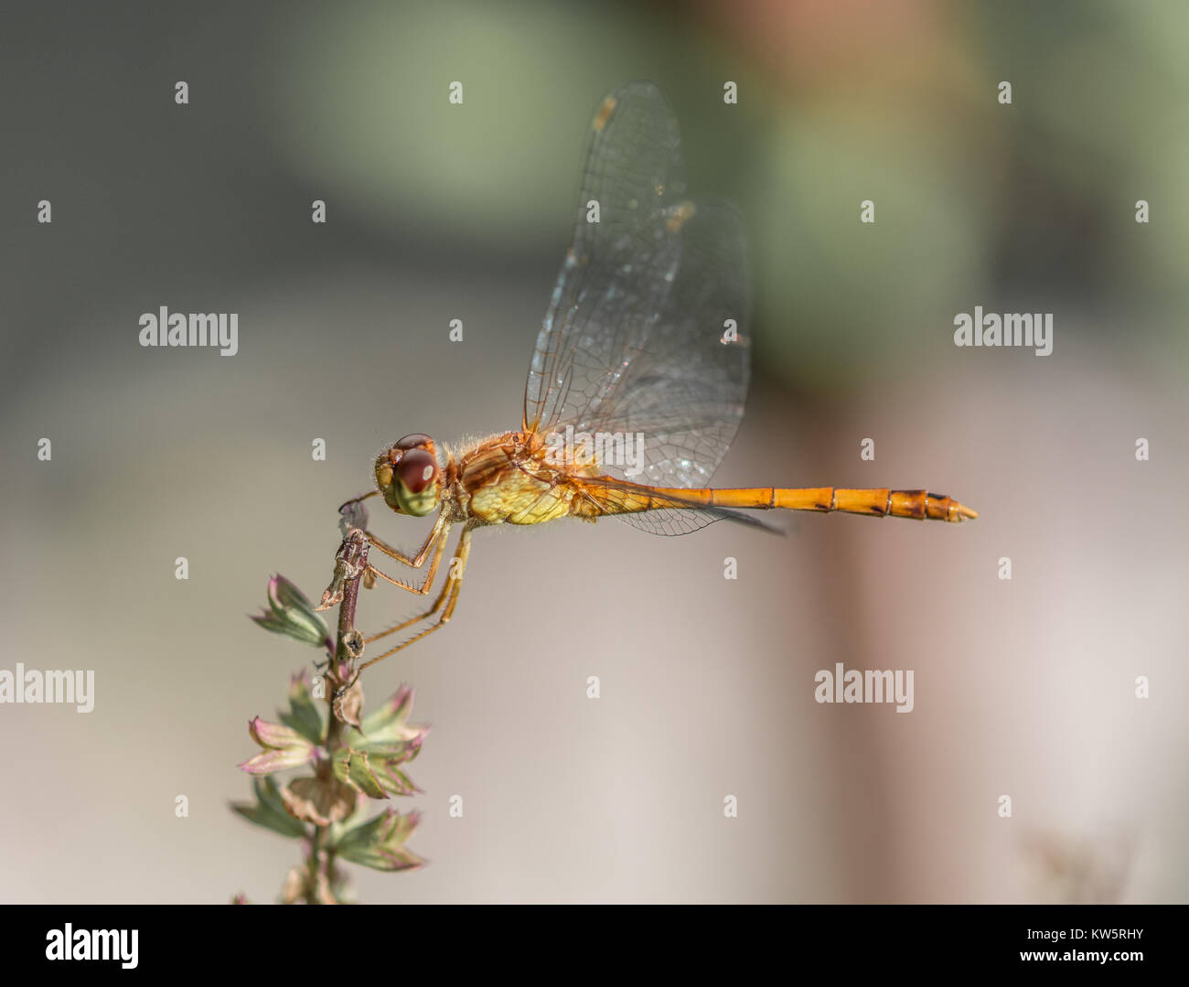 Orange Meadowhawk Dragonfly andando per uno snack Foto Stock