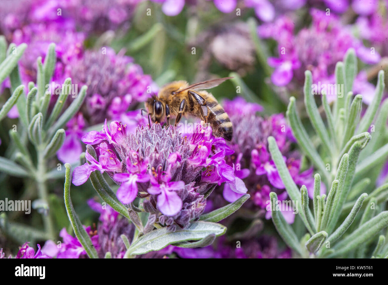 Ape miele europea sul Teucrium ackermannii Germander Foto Stock