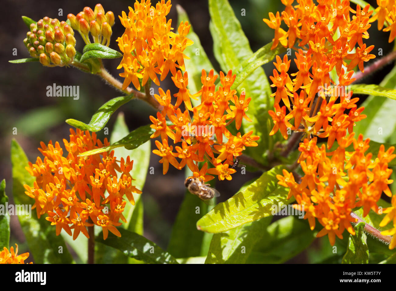 Farfalla di piante infestanti - Asclepias tuberosa "Gay Farfalle', Milkweed Foto Stock